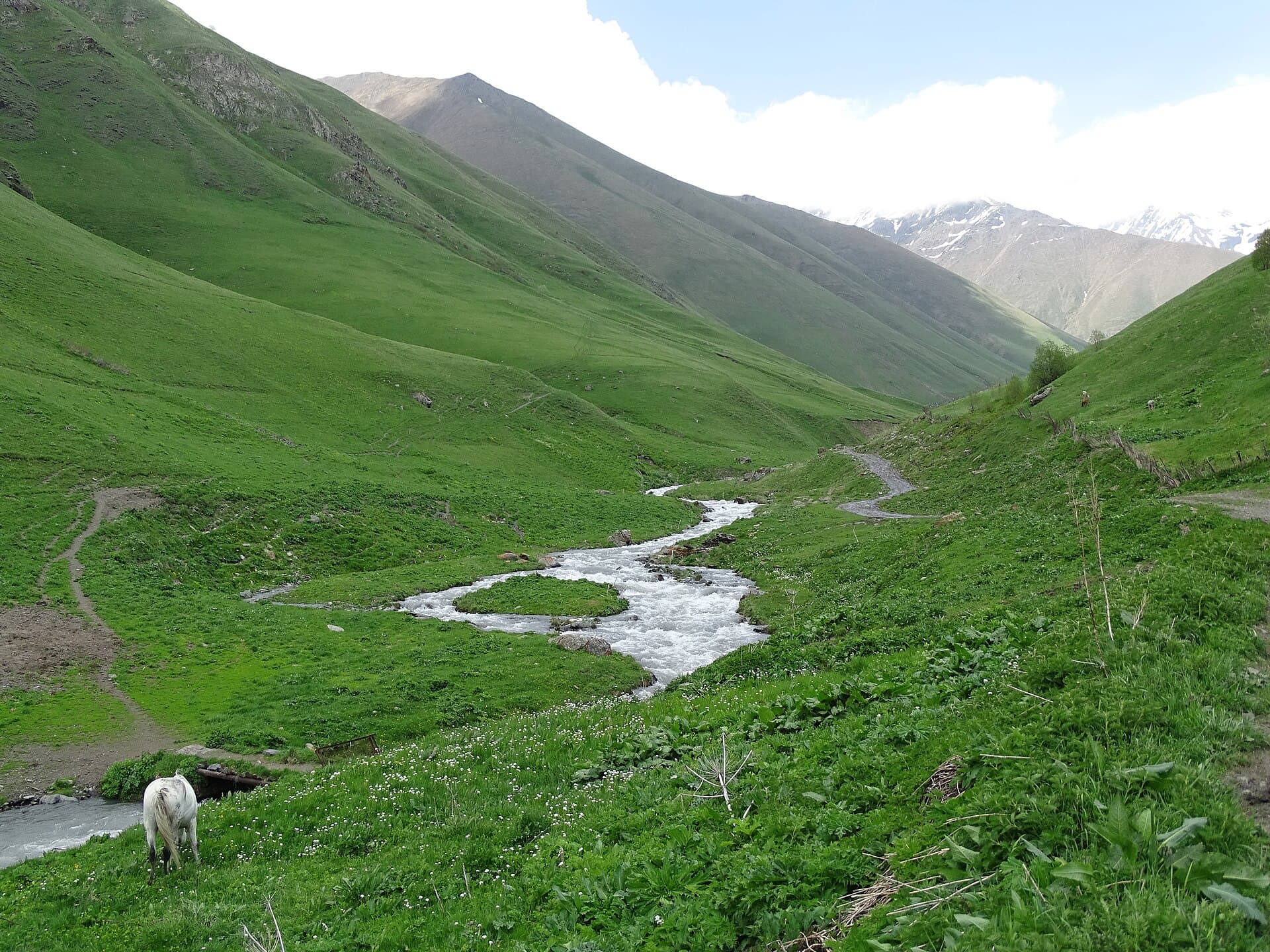 A white horse grazing beside a mountain stream in the green Sno valley near Kazbegi