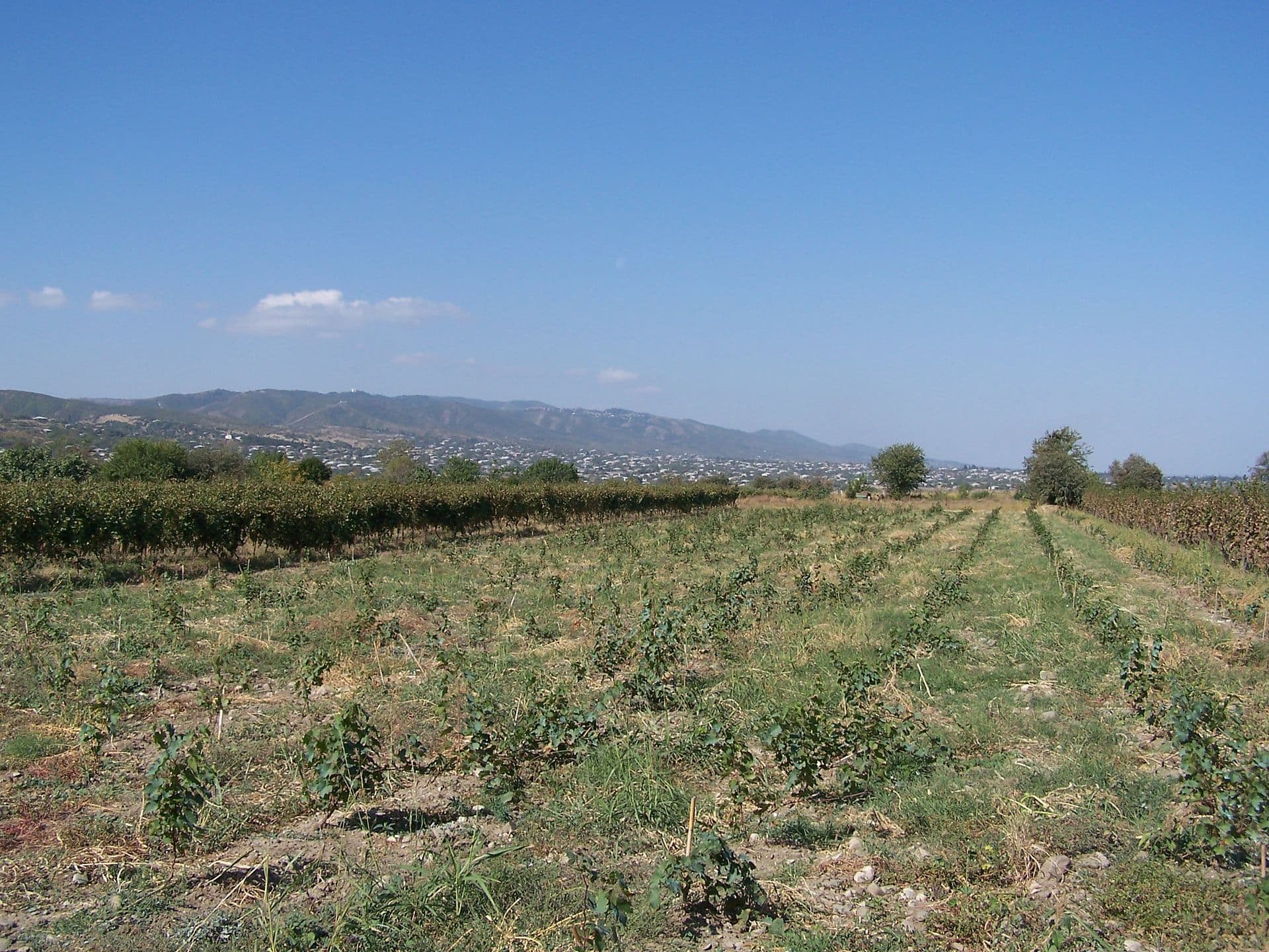 Rows of young grapevines in a Georgian vineyard with village hills in the distance
